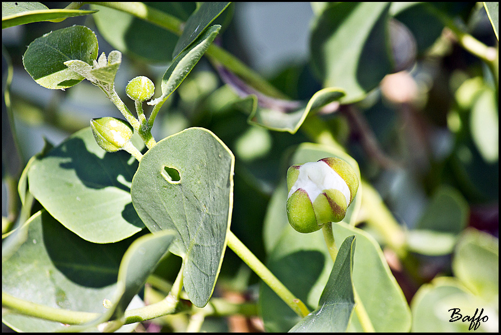 Capparis spinosa